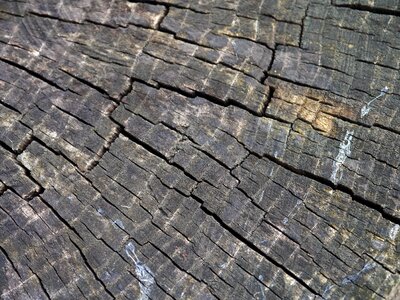 Tree texture timber photo