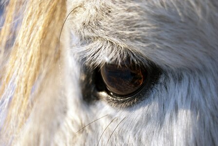 Mammals face head photo