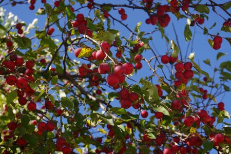 Tree red fruit photo