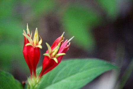 Indian Pink
