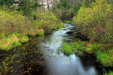 Beautiful creek ecology photo