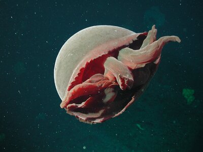 Jellyfish life sea-life photo