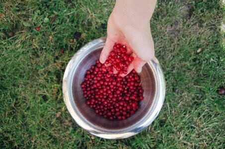 Red fruits ripe