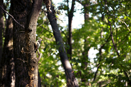 Bird in a Tree