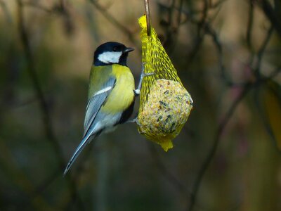 Passeri songbird bird photo