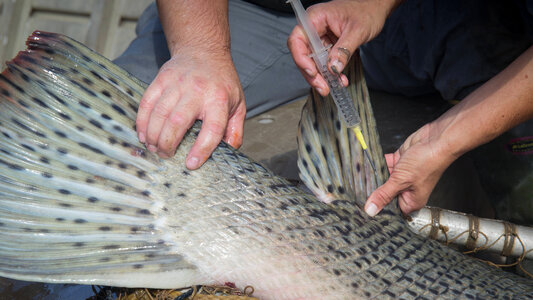 Alligator gar-3 photo