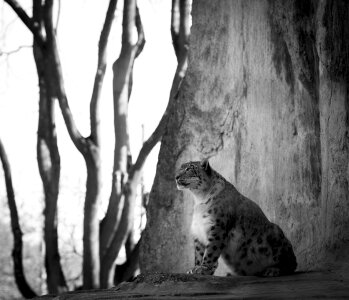 Threatened predator wilderness