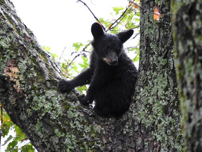 American Black Bear cub in a tree