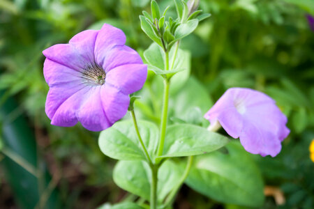 Pink flower