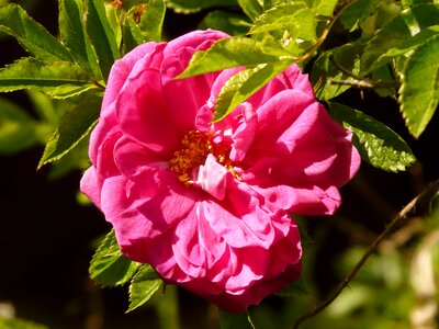 Beautiful Flowers bloom blooming