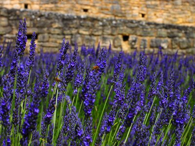 Agriculture beautiful flowers blooming photo