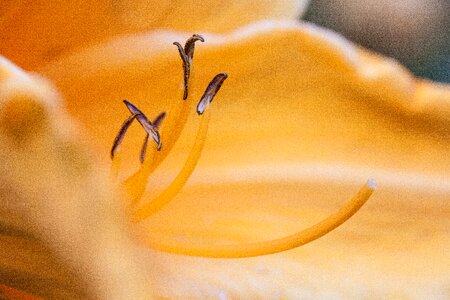 Flower plant nature