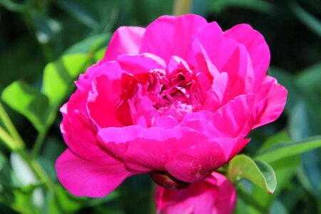 Blossom bloom peony