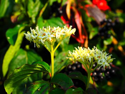 Dogwood berries black photo