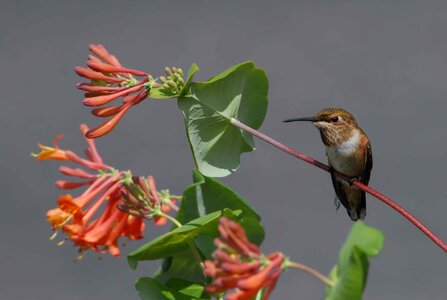 Flight hummingbird photo