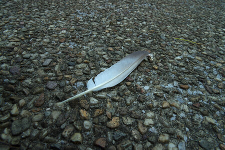 2 Feather