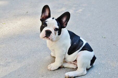 Pet animals bulldog