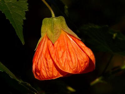 Plant garden red photo