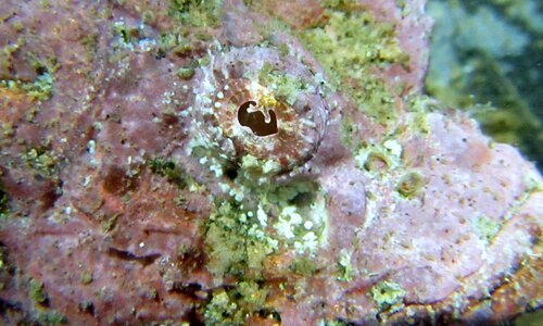 Marine underwater animal photo