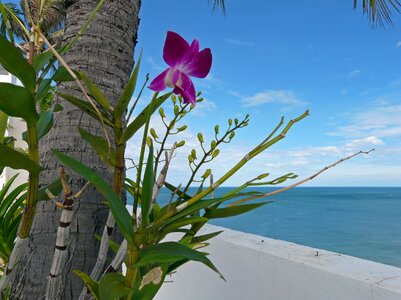 Asia thailand plant