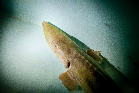 Pallid sturgeon-1