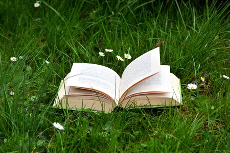 Book daisy grass