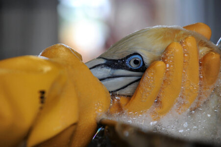 Oiled Northern Gannet is cleaned at the Theodore Oiled Wildlife Rehabilitation Center photo