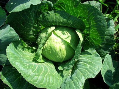 Vegetable belokachannaya greens
