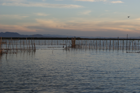 Nature water animal albufera