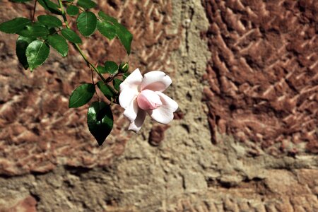 Flower leaf petal