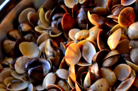 Sea Shells 2 photo