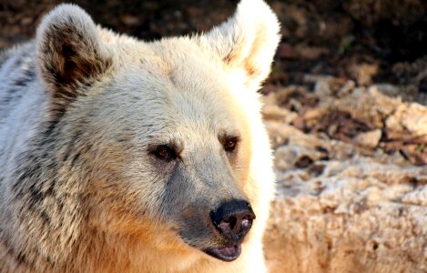 Brown wild mammal photo