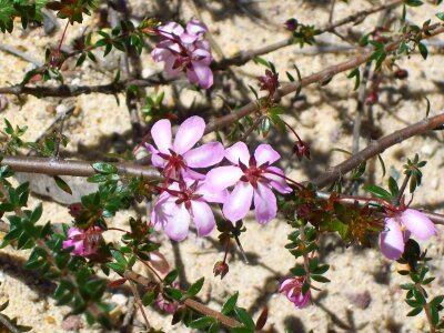 Tree flora blooming