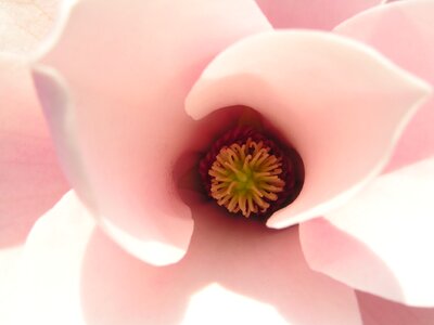 Tulip magnolia flower nature photo