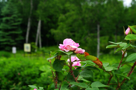 3 Rose