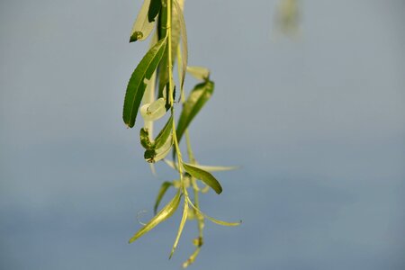 Leaf herb plant