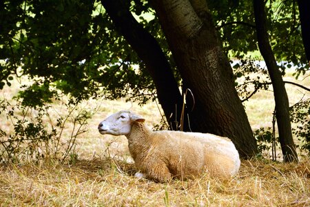 Animal fauna grazing photo