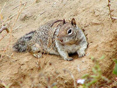 Chipmunk dirt sand