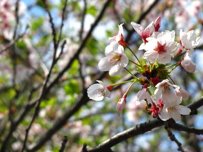 White sakura flower photo