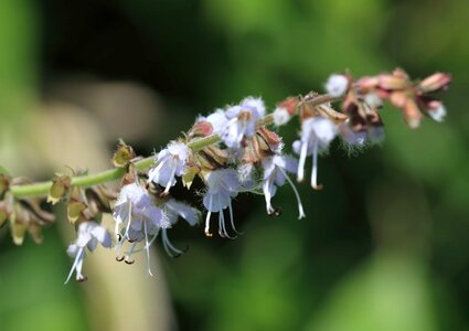 Beautiful Flowers biology bloom