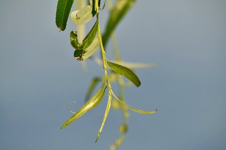 Blurry branches green leaves