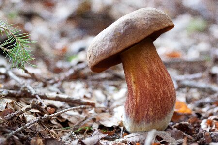 Thunder sponge boletus erythropus hat photo