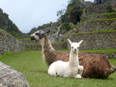 Two Llamas sitting in the Ruins of Machu Picchu, Peru photo