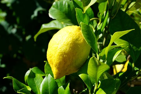 Tree citrus fruits mediterranean
