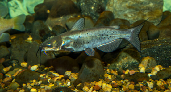 Channel catfish-2 photo
