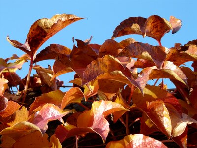 Red autumn leaves photo