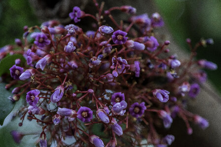 Purple flowers and buds photo