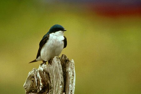 Barn Swallow little song bird photo