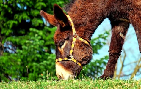 Animal beautiful photo donkey