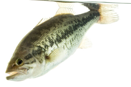 Largemouth bass-1 photo
